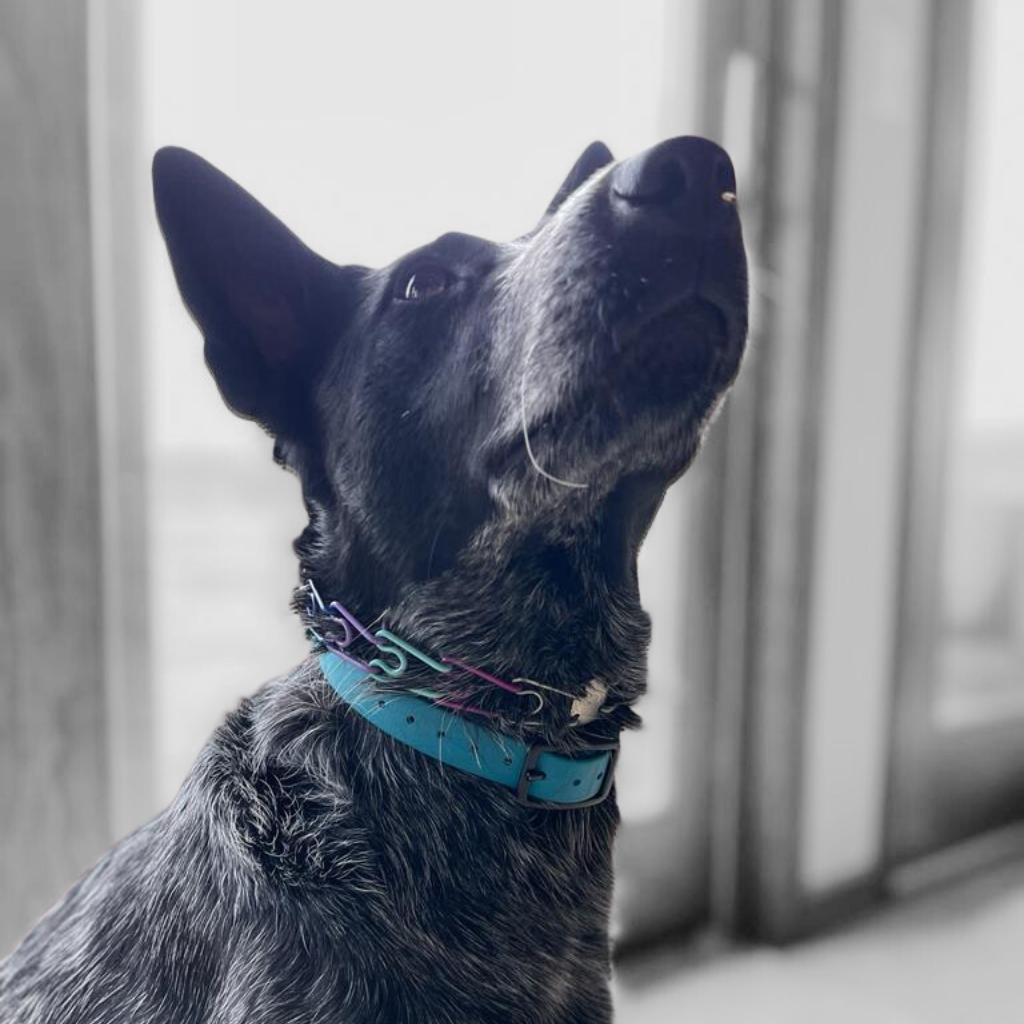 Special Edition Prong Collars – Kimberland Collars