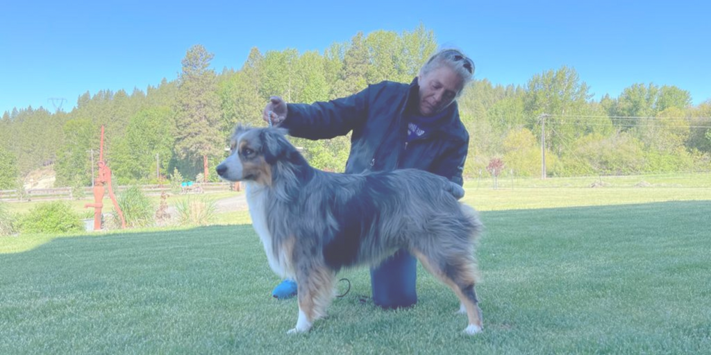 Micro mini prong sales collar